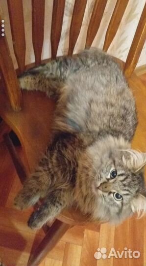 Котик ищет дом