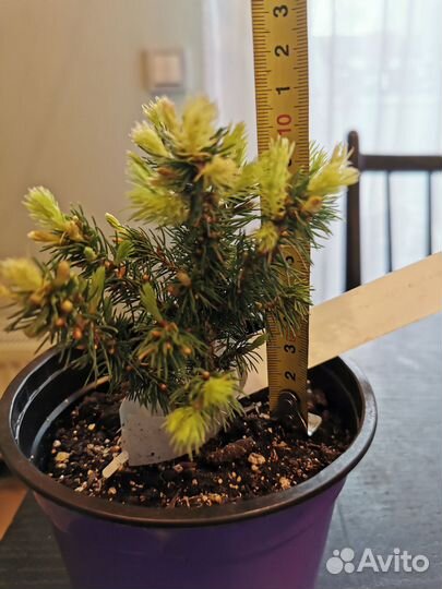 Ель сажанец