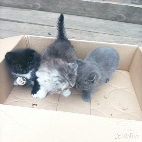 Котята в добрые руки