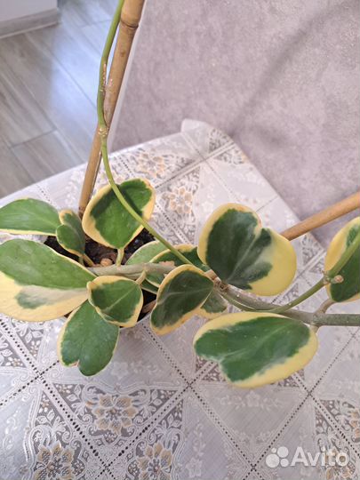 Хойя kerry вариегатная