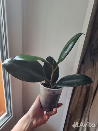 Фикус черный принц