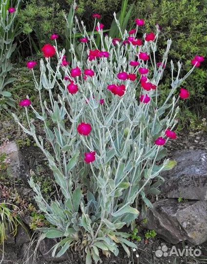 Лихнис корончатый