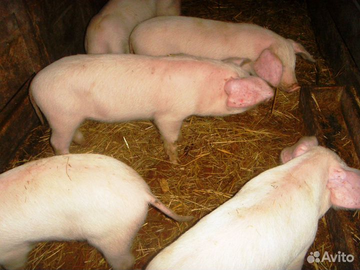 Поросята