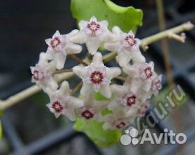 Хойи подросшие и черенки разные