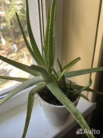 Комнатные цветы