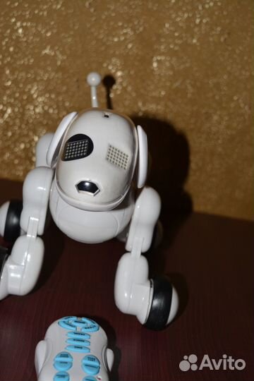 Музыкальная собака