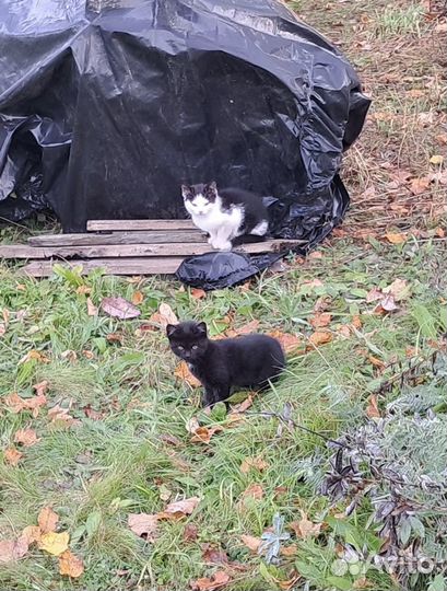 Два котёнка