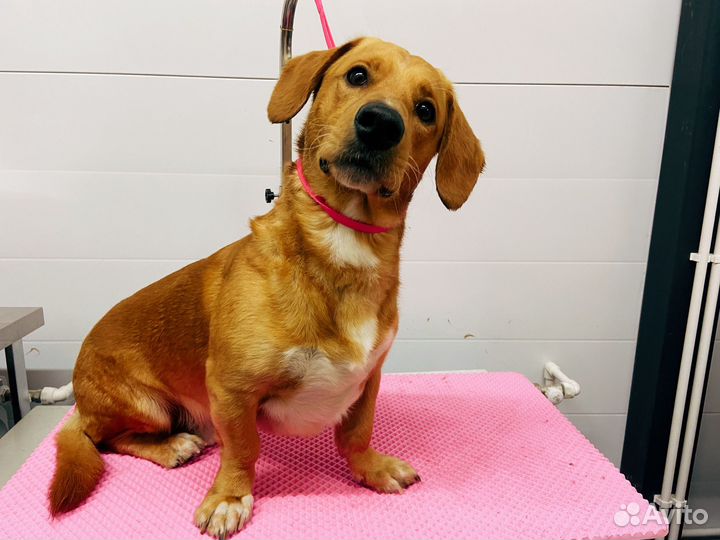 Груминг собак и кошек