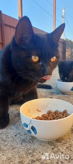 Славный котик