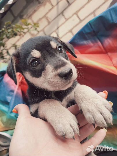 Чудные щеночки