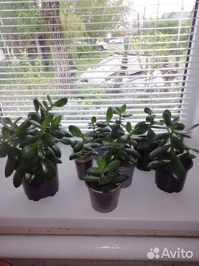 Крассула - толстянка