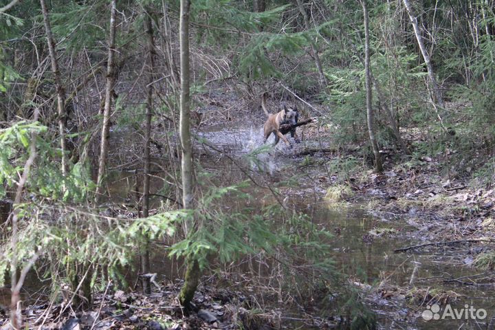 Передержка/выгул/социализация собак