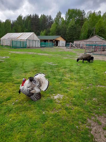 Участок 20 сот. (СНТ, ДНП)