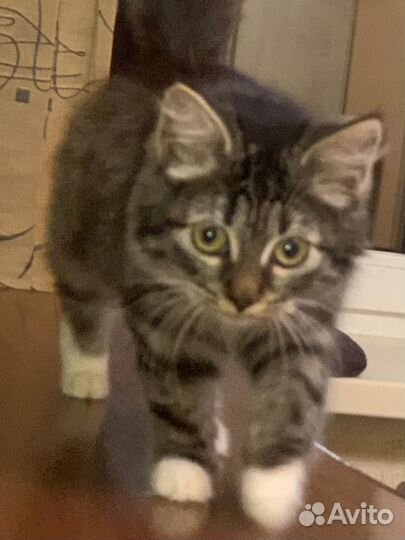 Котенок
