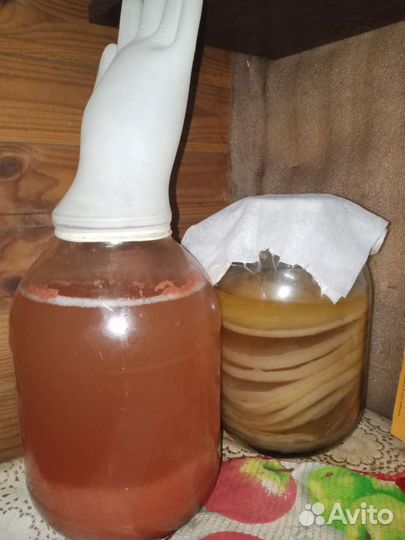 Винный гриб - Зооглея