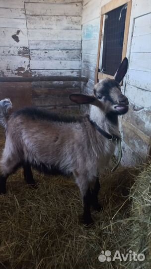 Чешский козел