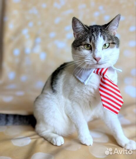 Коты неразлучники братья в добрую семью