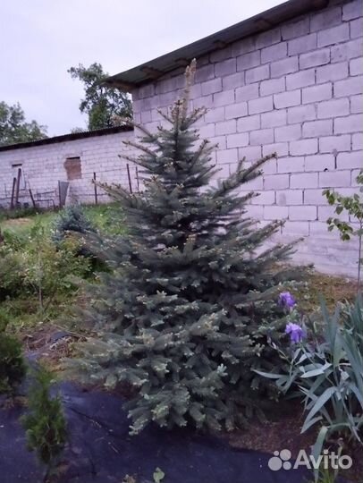 Ель голубая зелёная