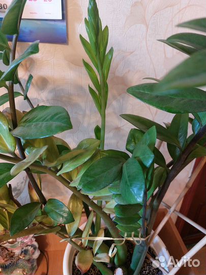 Замиокулькас