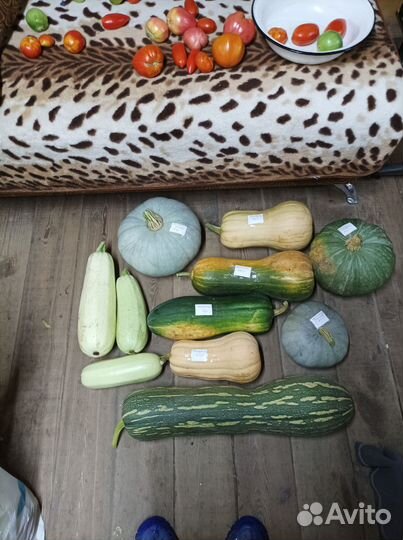 Тыквы, кабачки
