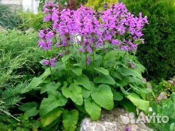 Буквица крупноцветковая