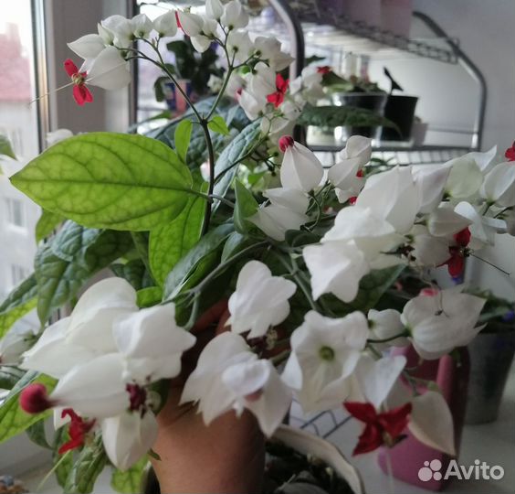 Комнатные растения