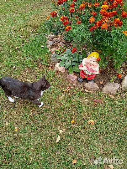 Садовый гном