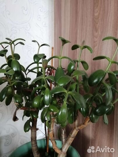 Комнатные растения