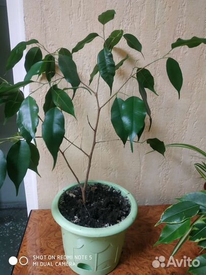Фикус бенджамина