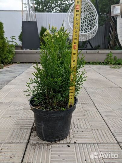 Туя западная Смарагд в контейнере С3