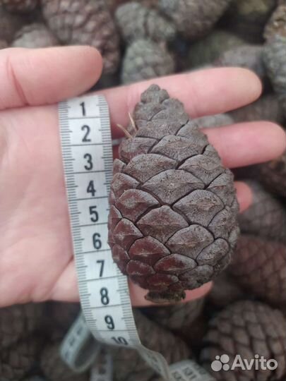 Шишки пицундской сосны