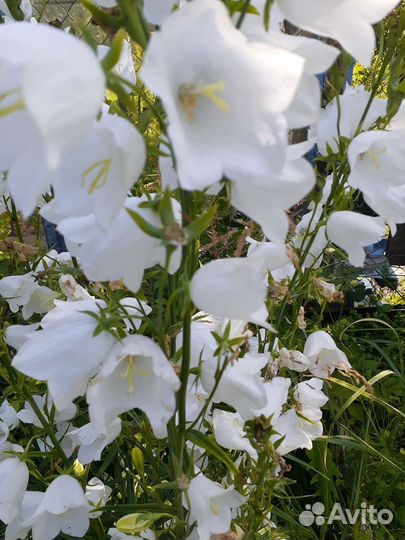 Колокольчик садовый, пион серебристый