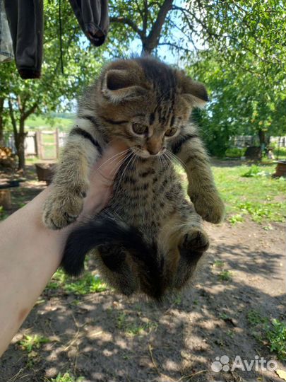 Кошка в дар бесплатно