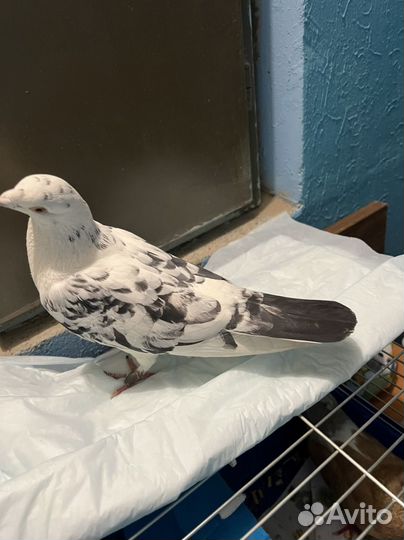 Пристраиваются голуби