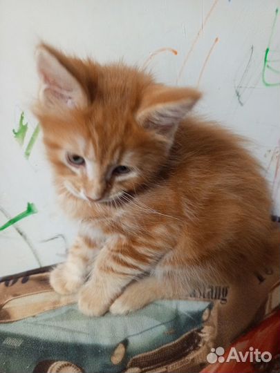 Котята мейн-кун