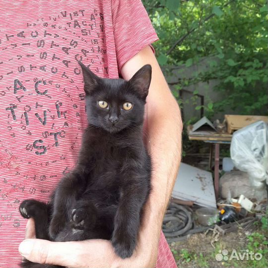 Кошки бесплатно