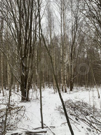 Участок 6 сот. (СНТ, ДНП)