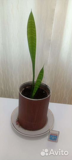 Сансевиерия (тещин язык)