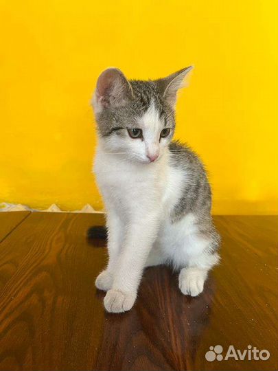 Котенок Тимофей Викторович