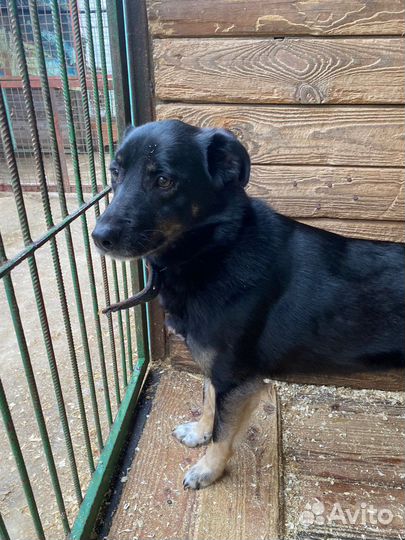 Багги ищет дом