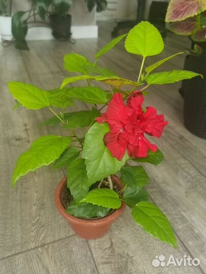 Черенки Гибискуса махрового красный