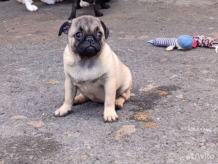 Щенок мопса