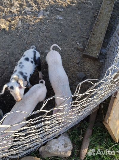 Продаю поросят возраст 40 дней