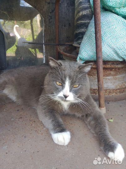 Отдам кота в добрые руки