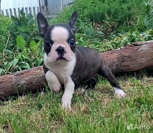 Бостон терьер