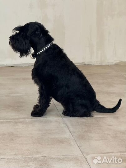 Щенки цвергшнауцера