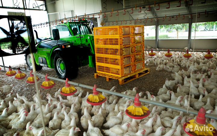 Разнорабочие на выращивание птицы вахта от 35 смен