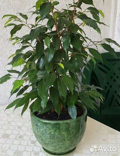 Фикус бенджамина