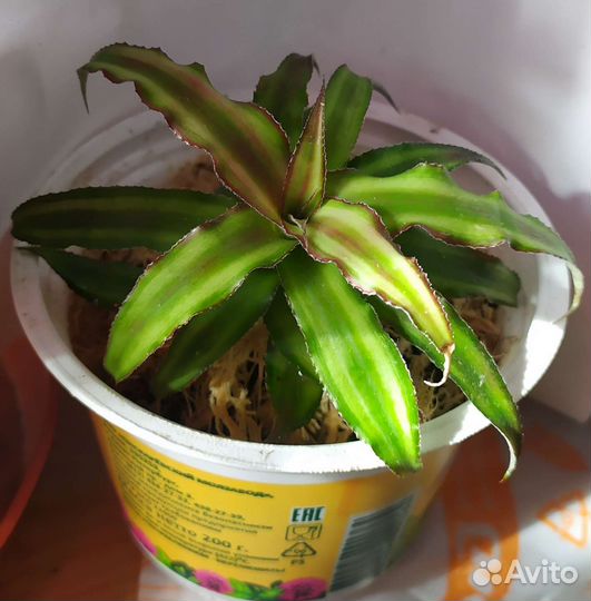 Драцена Лайм. Криптантус