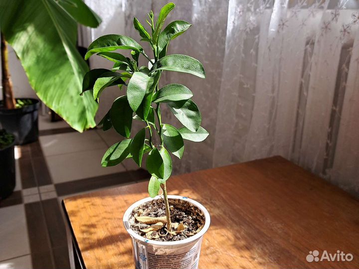 Саженцы мандарина